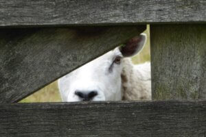 Lost sheep