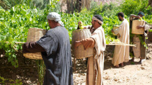 Workers in the Vineyard