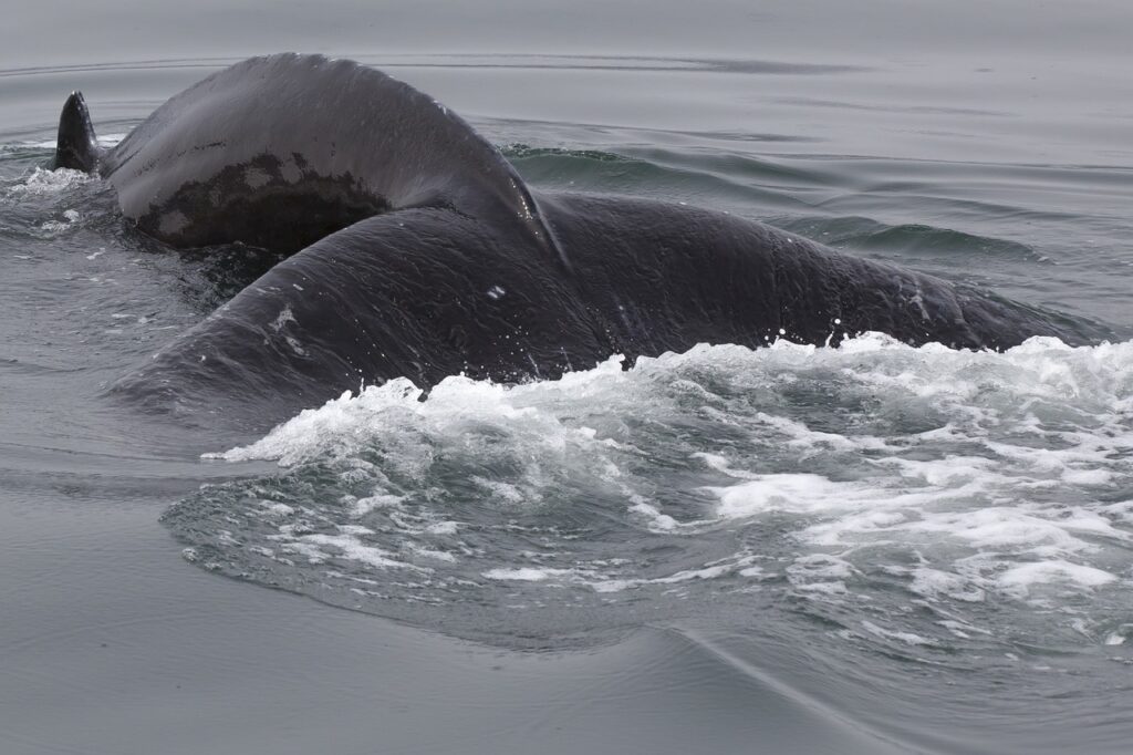 sea monster