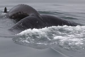 sea monster