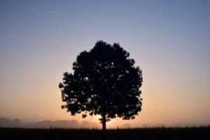 tree