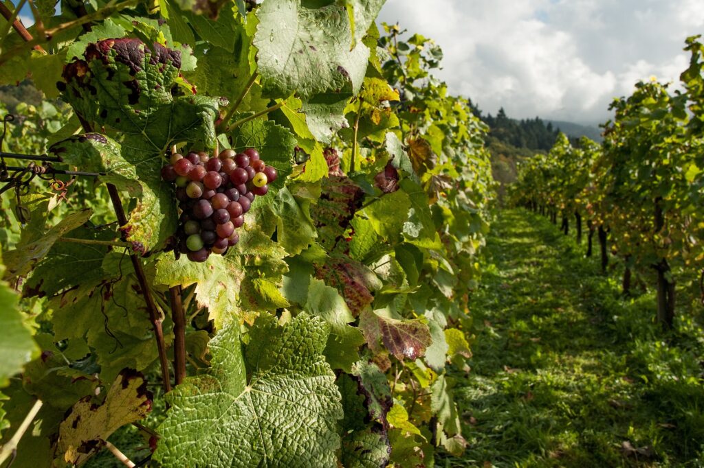 vineyard