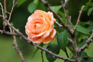thorny rose