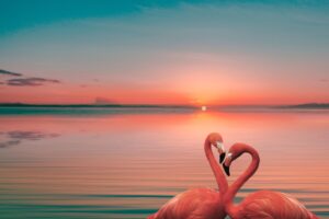 flamingo love