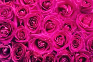 pink flowers