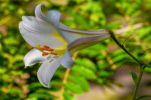 Easter Lily
