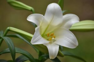 Easter Lily
