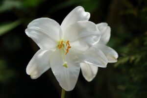 Lily