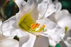 Lily