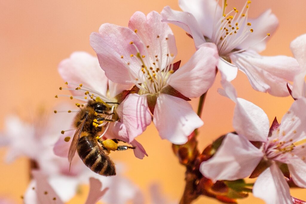 bee & flower