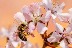 bee & flower