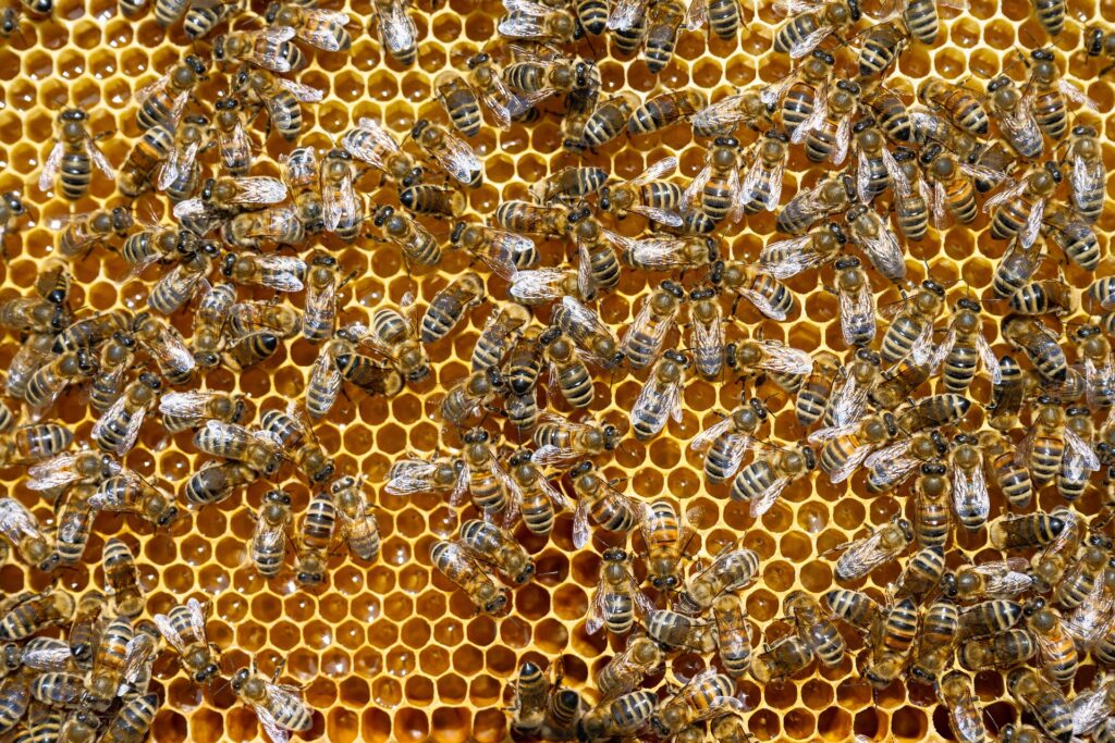 bees & honey