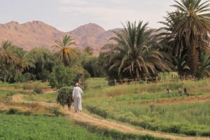 oasis