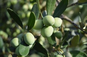 Olives