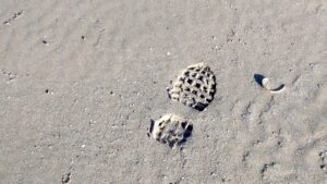 footprint