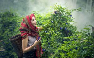 tea picker