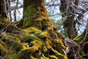 well rooted