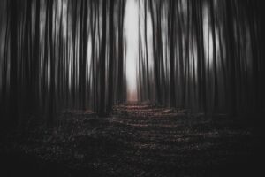 eerie forest