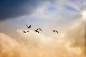 birds flying